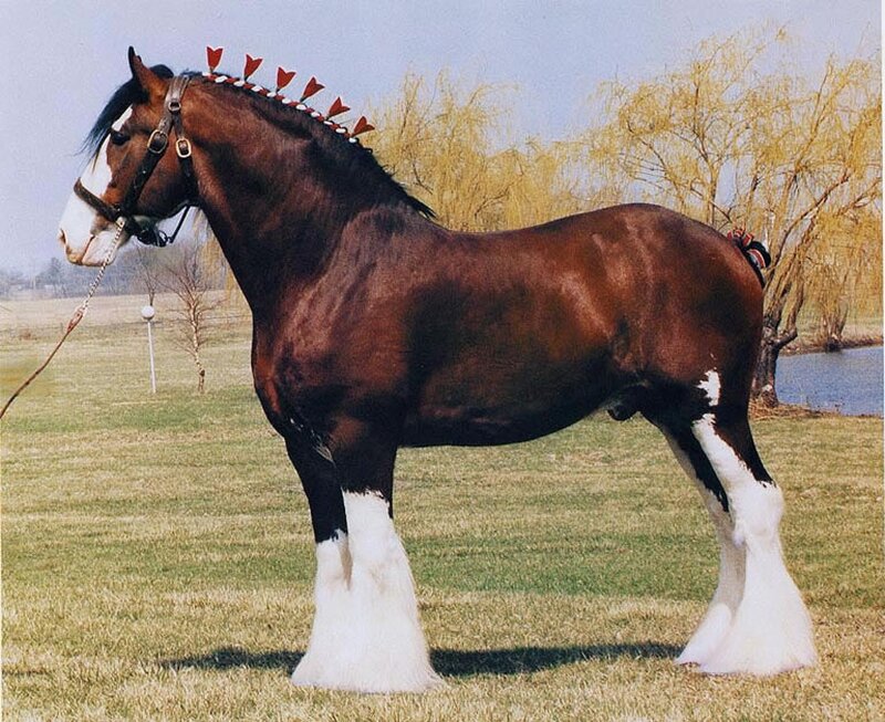 Brown Clydesdale Horse — Calm, Spring