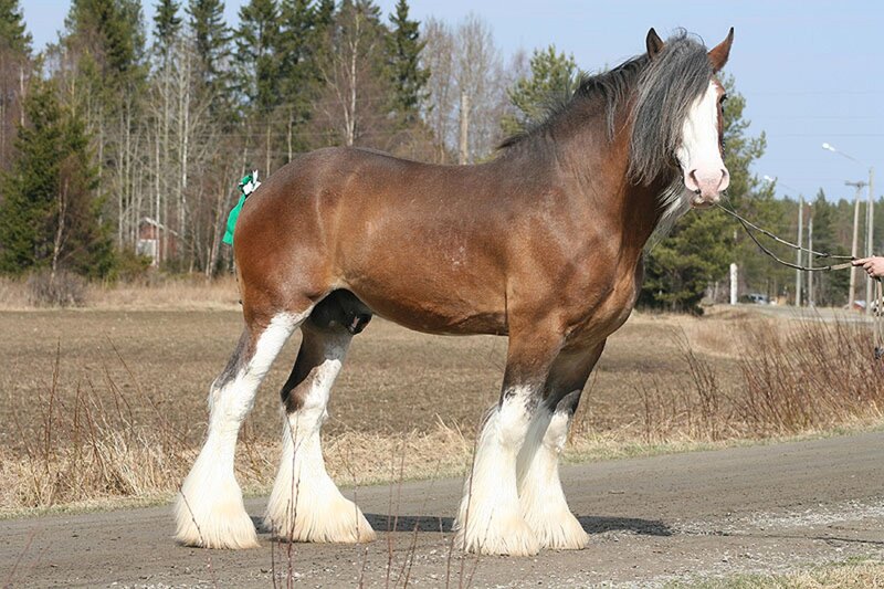 Brown Clydesdale Horse — Calm