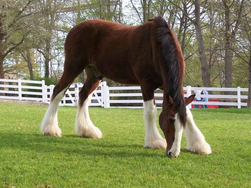 Brown Clydesdale Horse — Green, Calm, Spring, Photograph, Grass