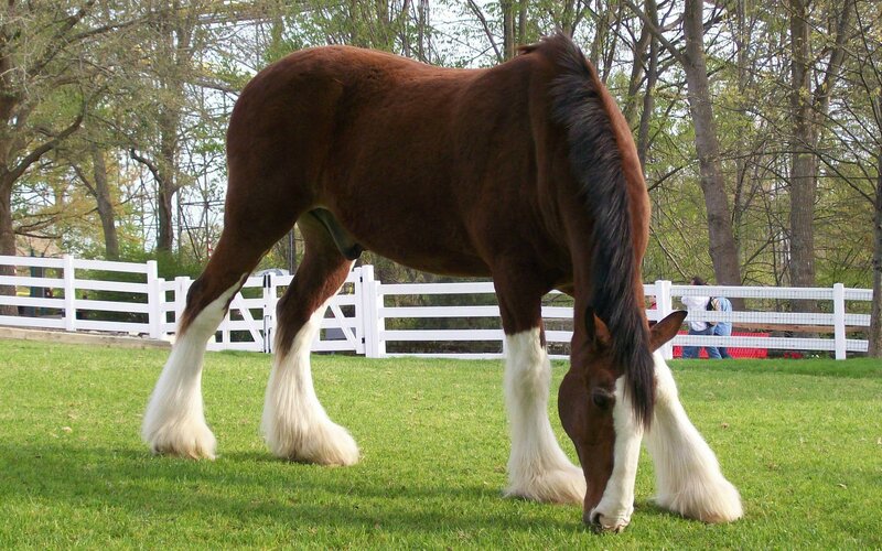 Brown Clydesdale Horse — Green