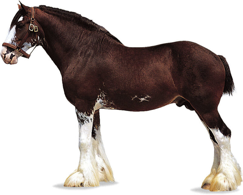 Brown Clydesdale Horse — Neutral