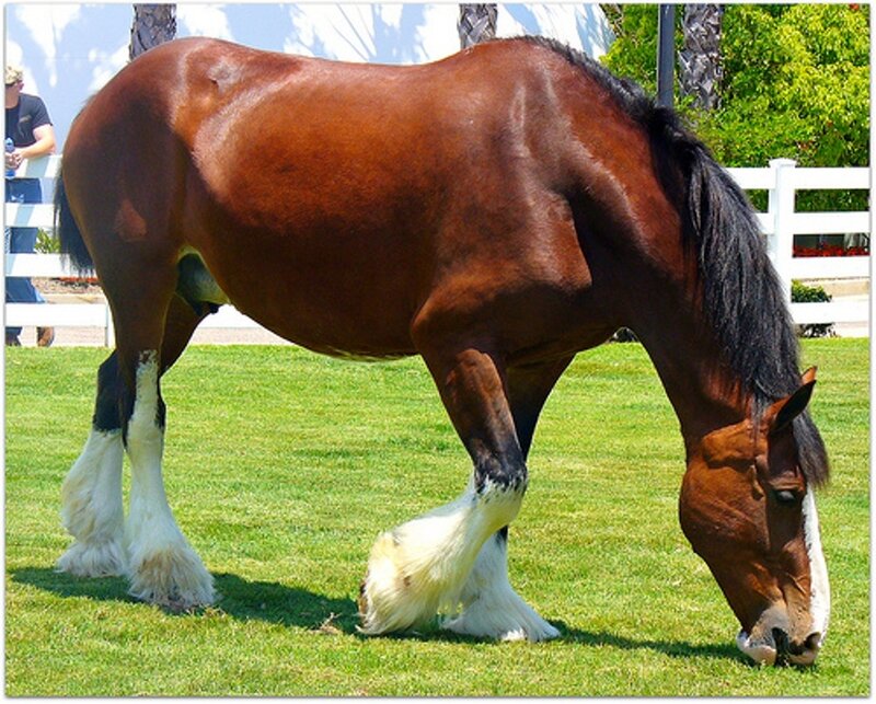 Brown Clydesdale Horse