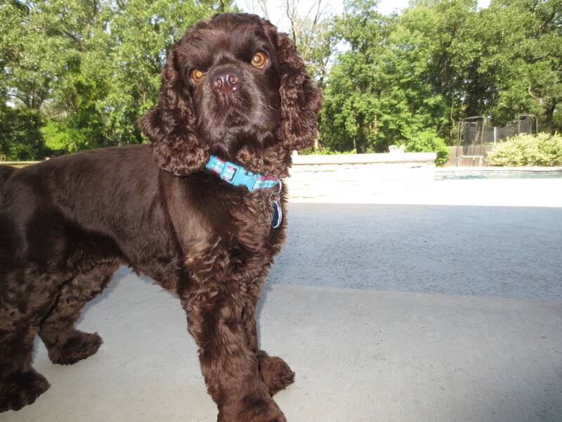 Brown Cocker Spaniel — Calm, Afternoon, Photograph