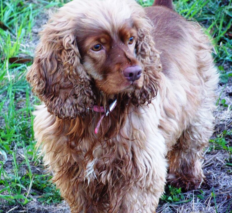 Brown Cocker Spaniel — Calm, Afternoon
