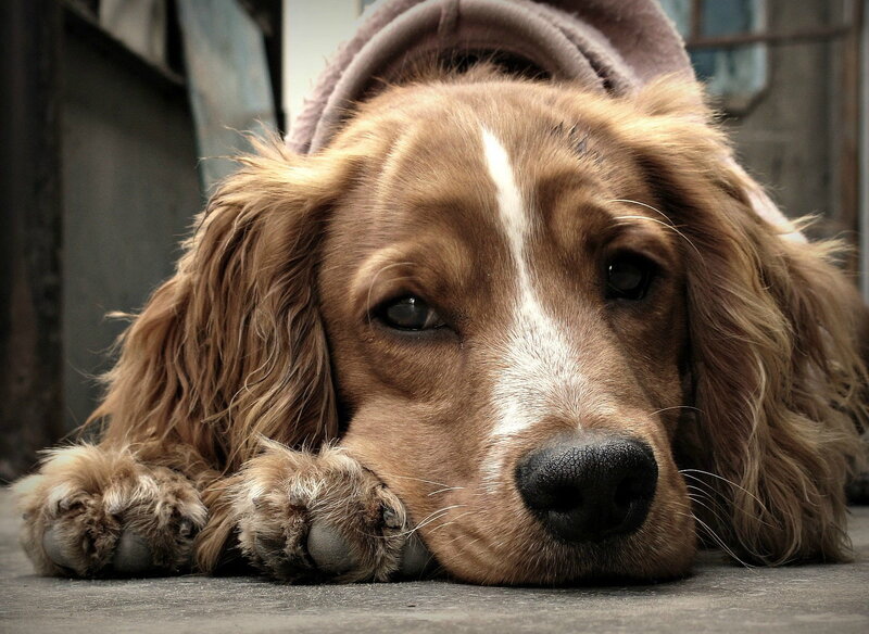 Brown Cocker Spaniel — Calm, Photograph, Dog