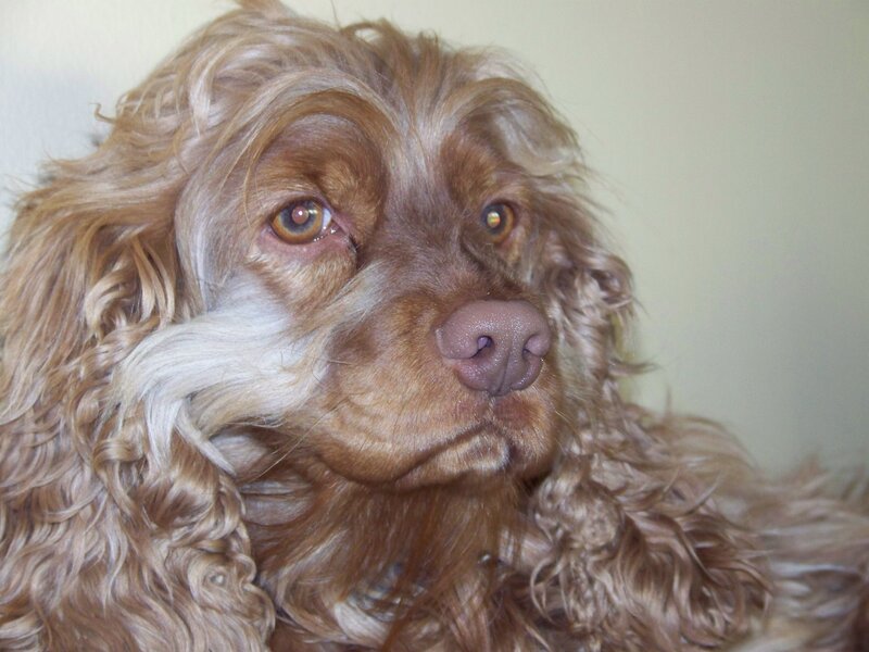 Brown Cocker Spaniel — Calm, Photograph