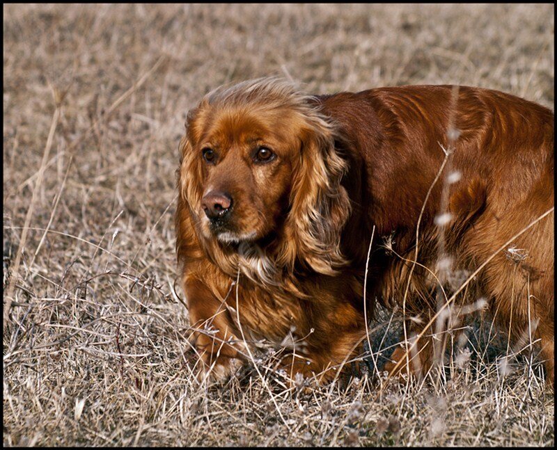 Brown Cocker Spaniel — Calm