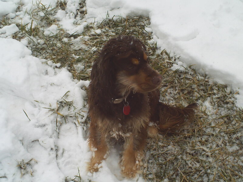 Brown Cocker Spaniel — Calm, Winter