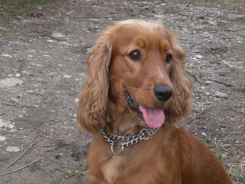 brown cocker spaniel dog