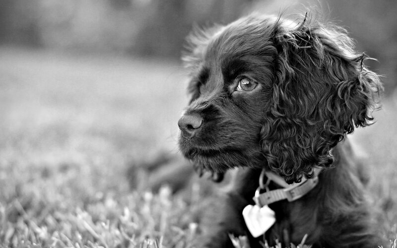 Brown Cocker Spaniel Puppy — Black, Calm
