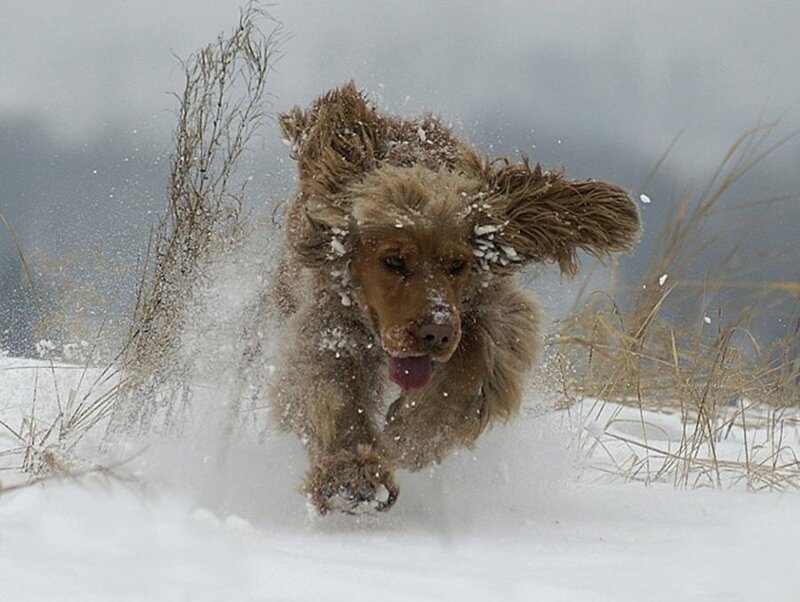 Brown Cocker Spaniel