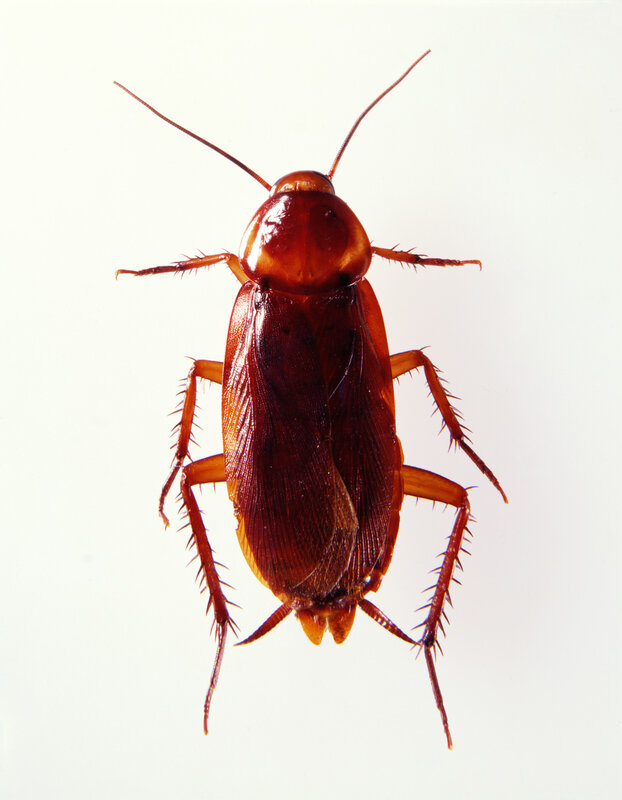 Brown Cockroach