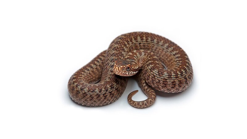 Brown Coiled Viper