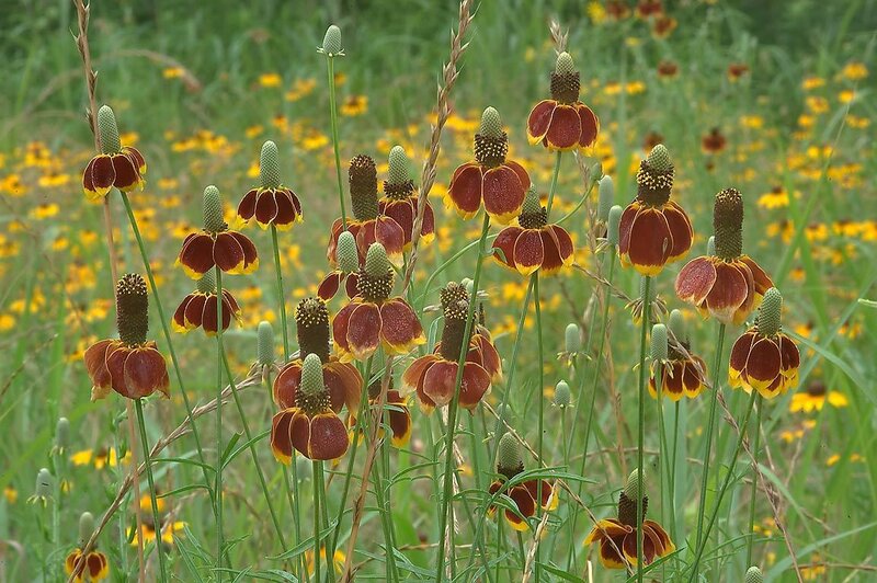 Brown Coneflower in Field