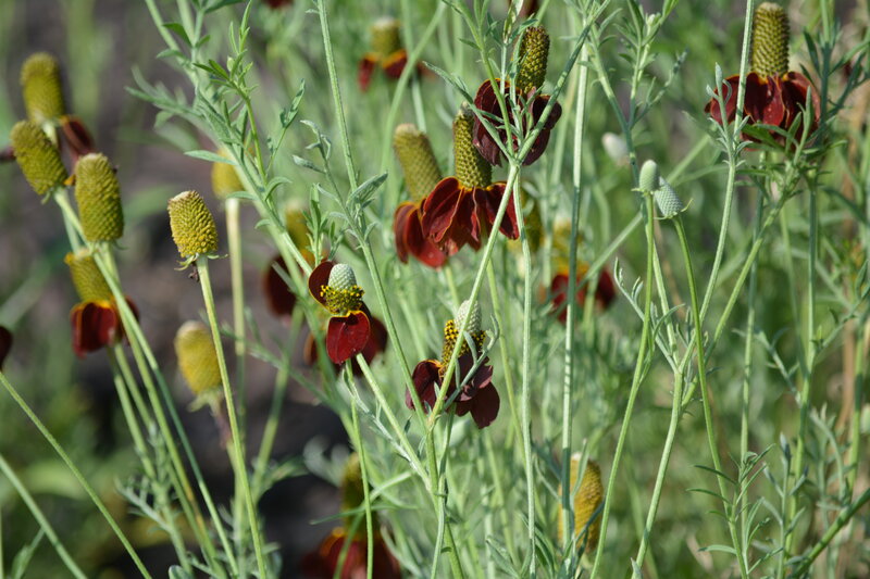 Brown Coneflower Plants