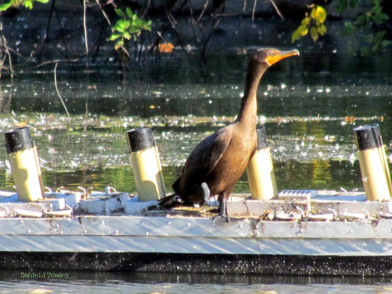 Brown Cormorant Bird