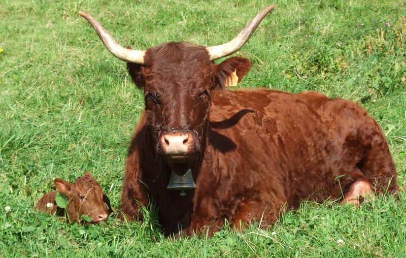 Brown cow and calf in a field