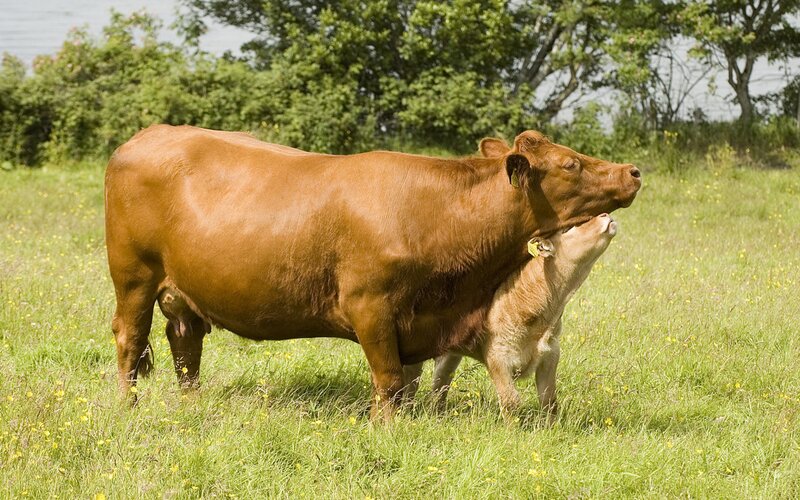 Brown Cow and Calf