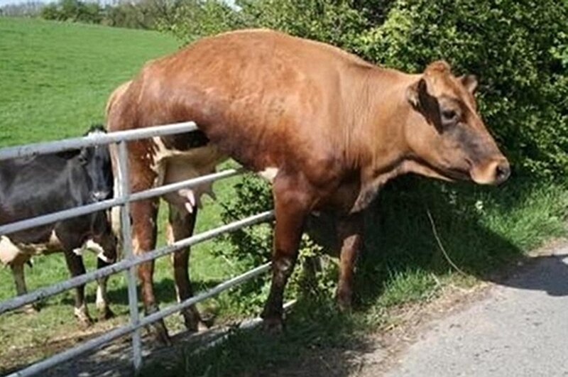 Brown Cow at Gate
