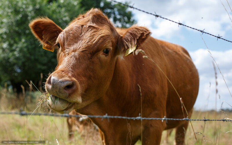Brown cow behind barbed wire