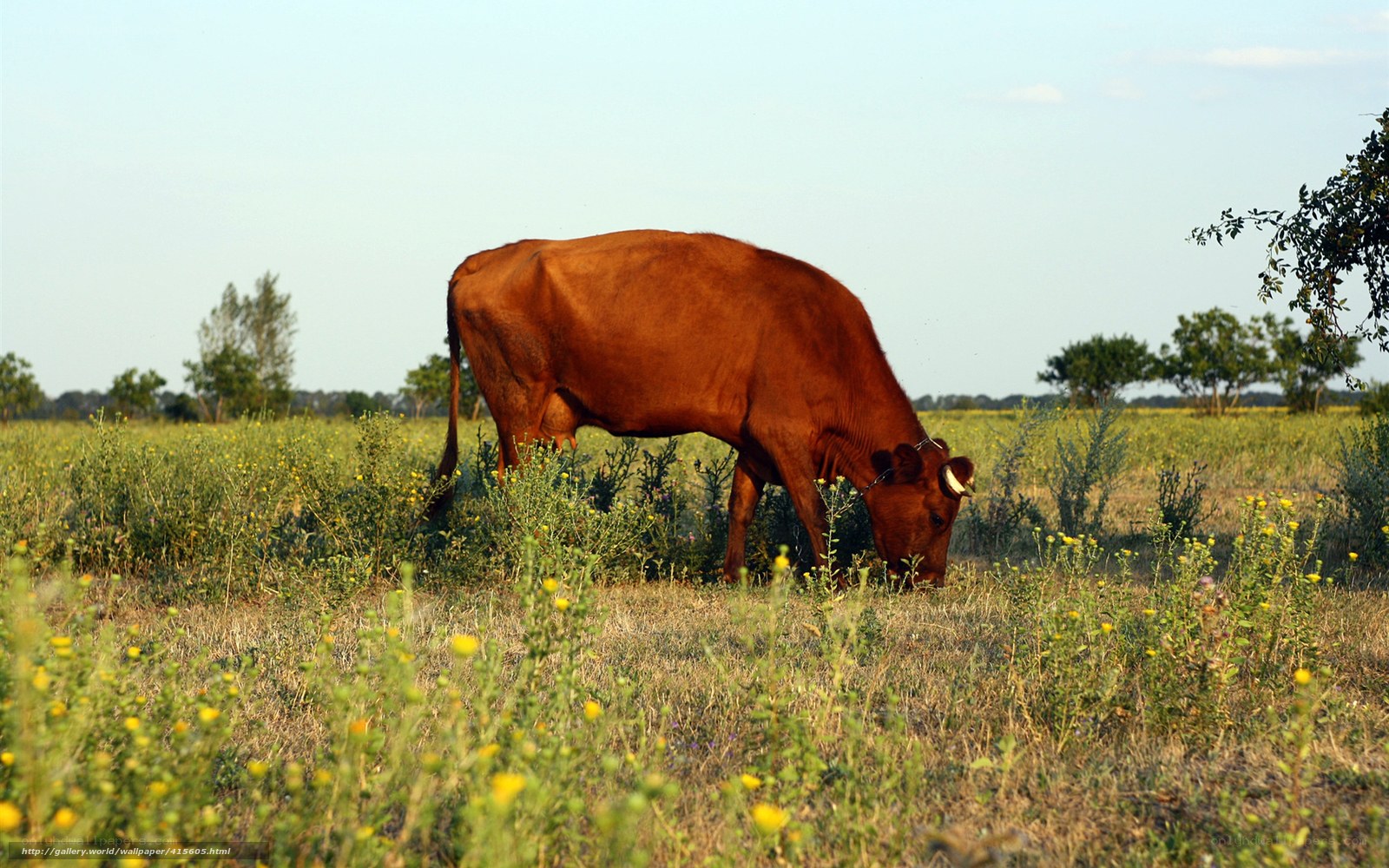 Brown cow grazing in field