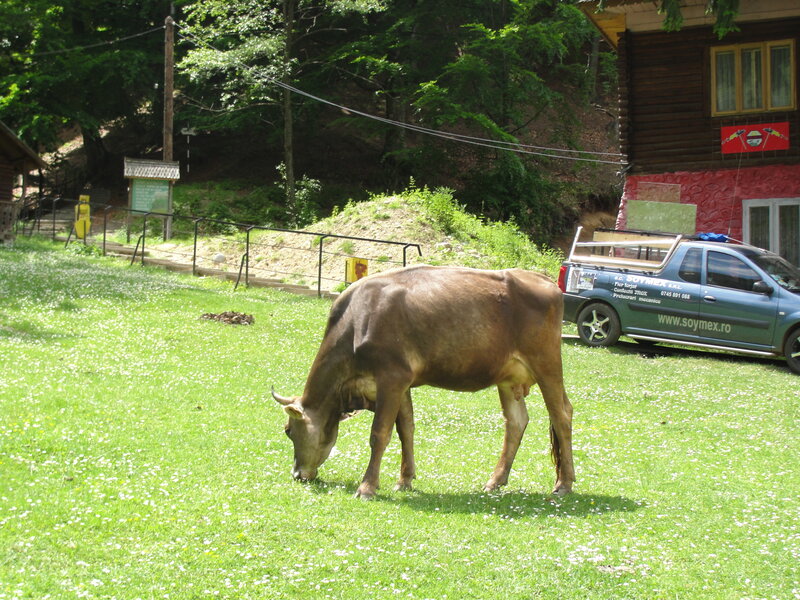 Brown Cow Grazing