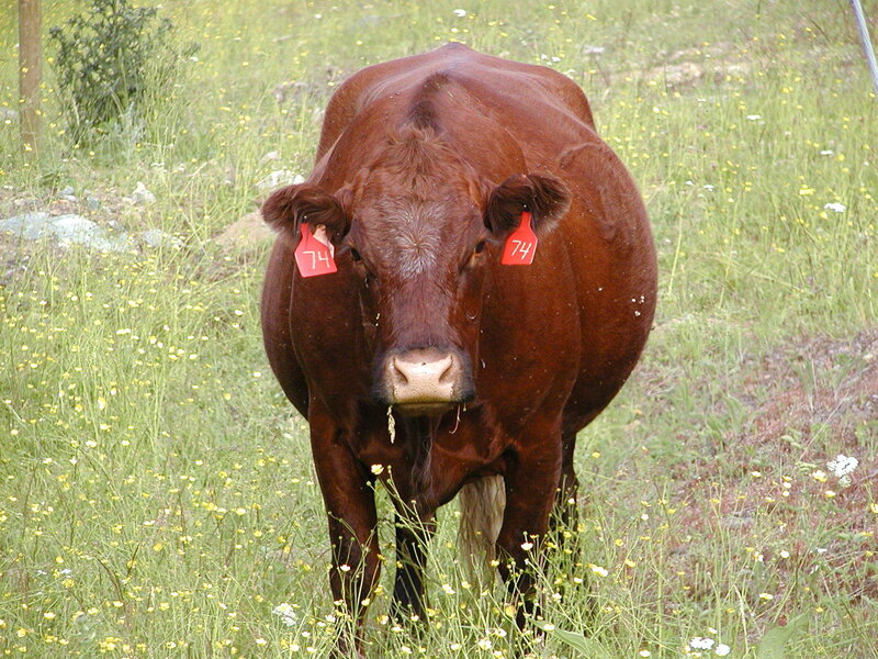 brown cow in a field