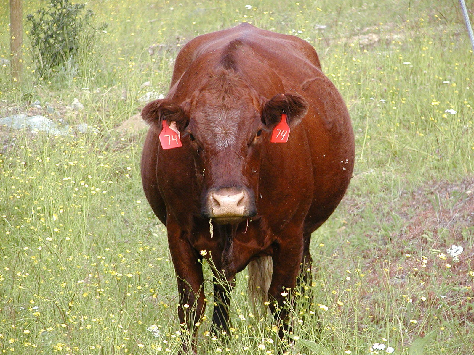 brown cow in a field