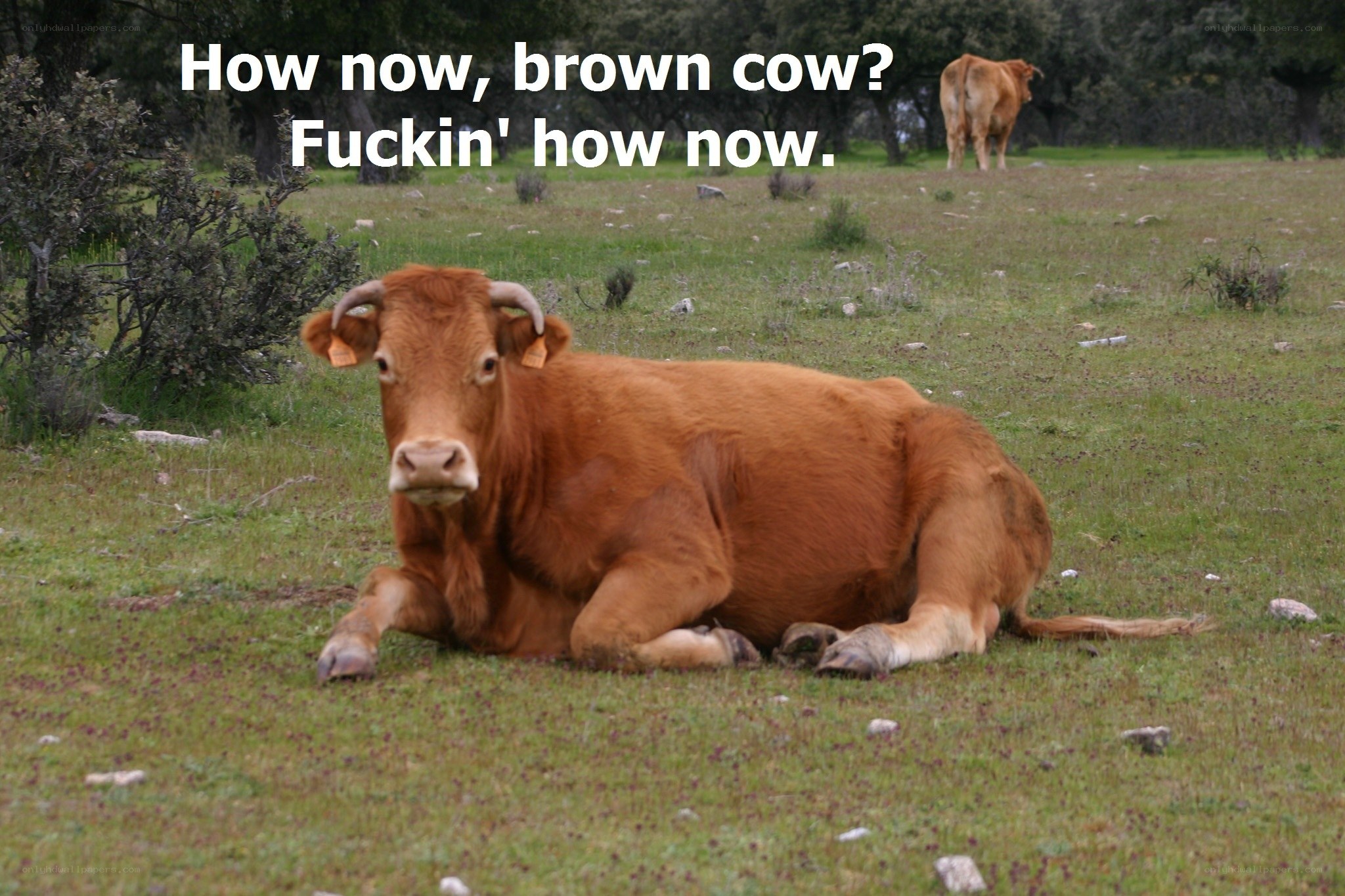 Brown cow in a field