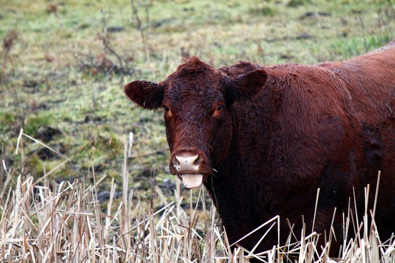 Brown Cow in Field — Calm