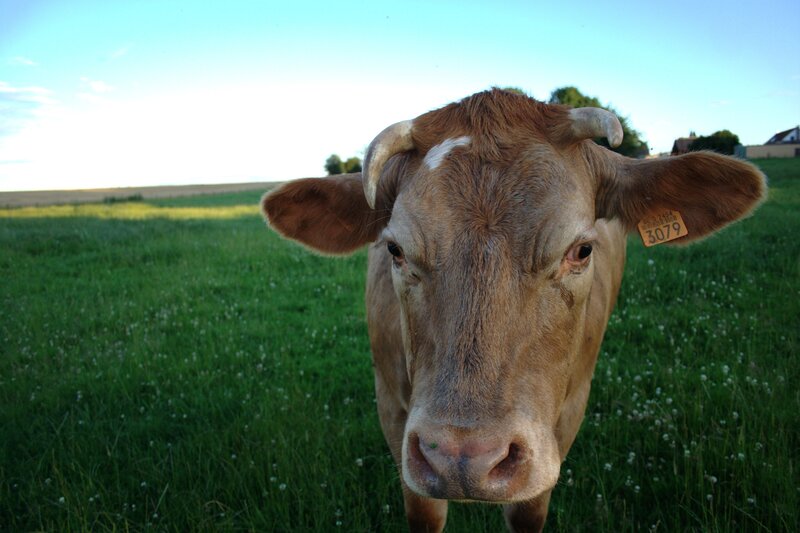 Brown Cow in Field — Green, Calm, Afternoon, Photograph
