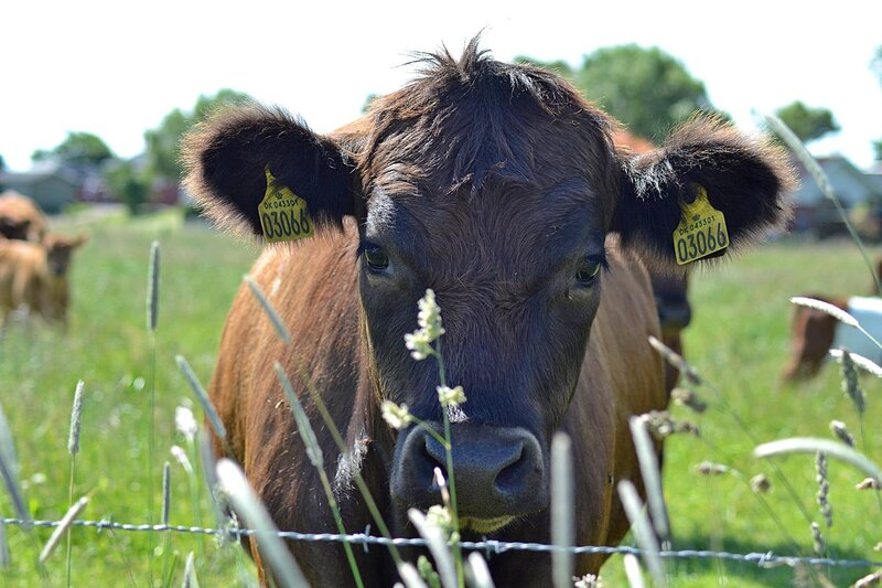 Brown Cow in Field — Green, Calm, Afternoon