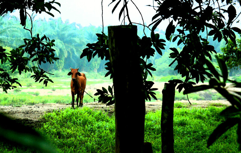 Brown Cow in Field — Green