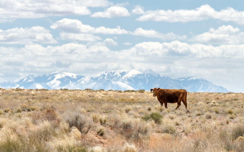 Brown Cow in Field — Serene, Afternoon