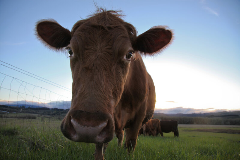 Brown Cow in Field — Serene