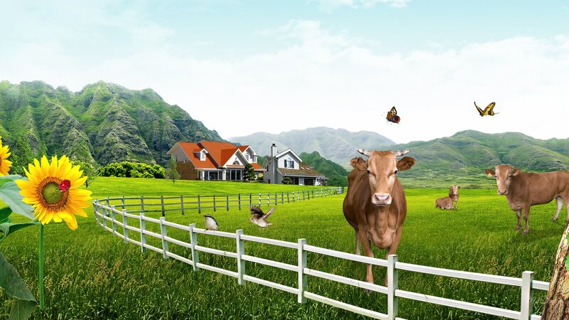 Brown Cow in Field