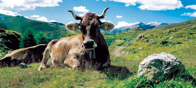 Brown Cow in Grass