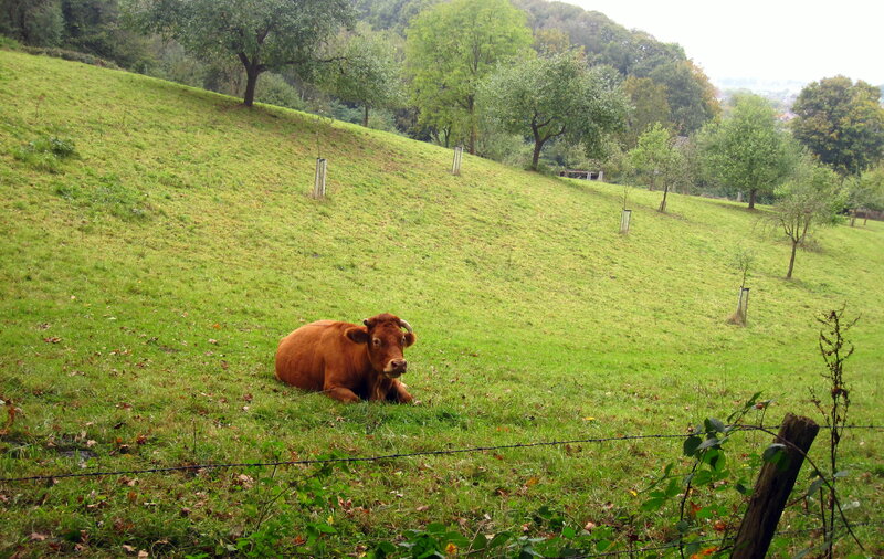 Brown Cow Lying Down — Green, Calm
