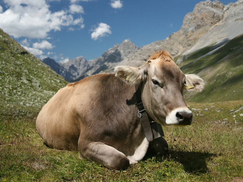 Brown Cow Lying Down — Green, Serene, Afternoon, Photograph