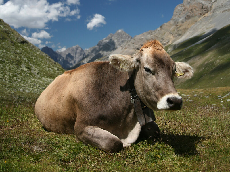 Brown Cow Lying Down — Green