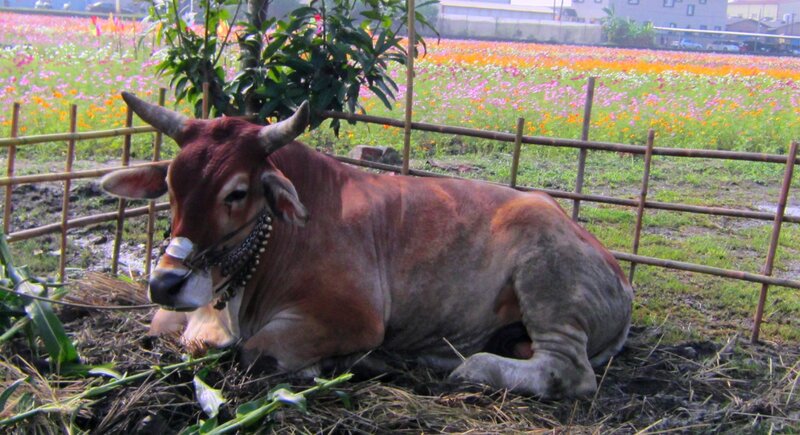 Brown Cow Lying Down