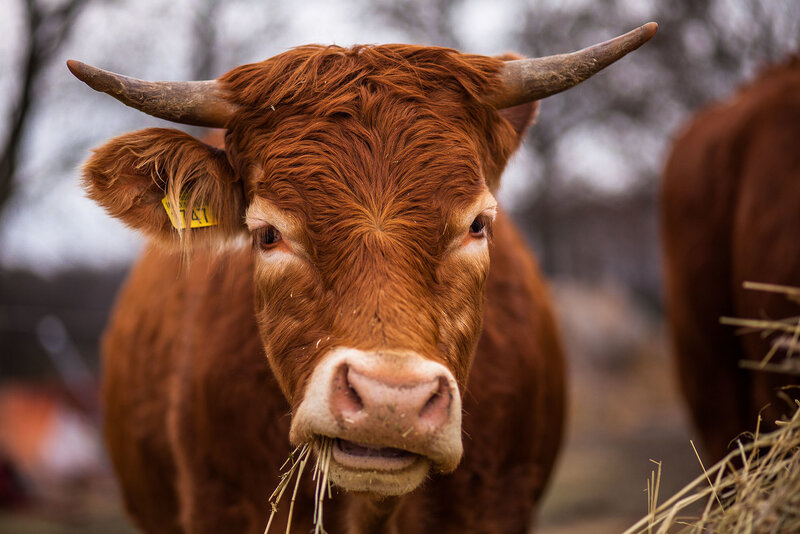 Brown Cow with Horns — Calm