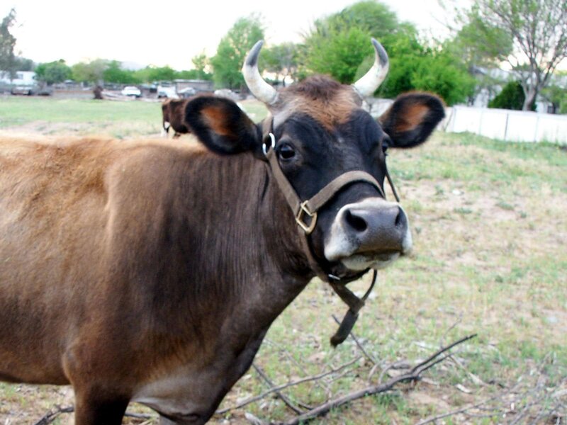 Brown Cow with Horns