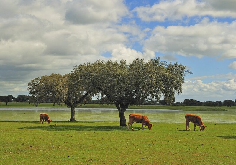 Brown Cows Grazing — Green, Serene, Afternoon