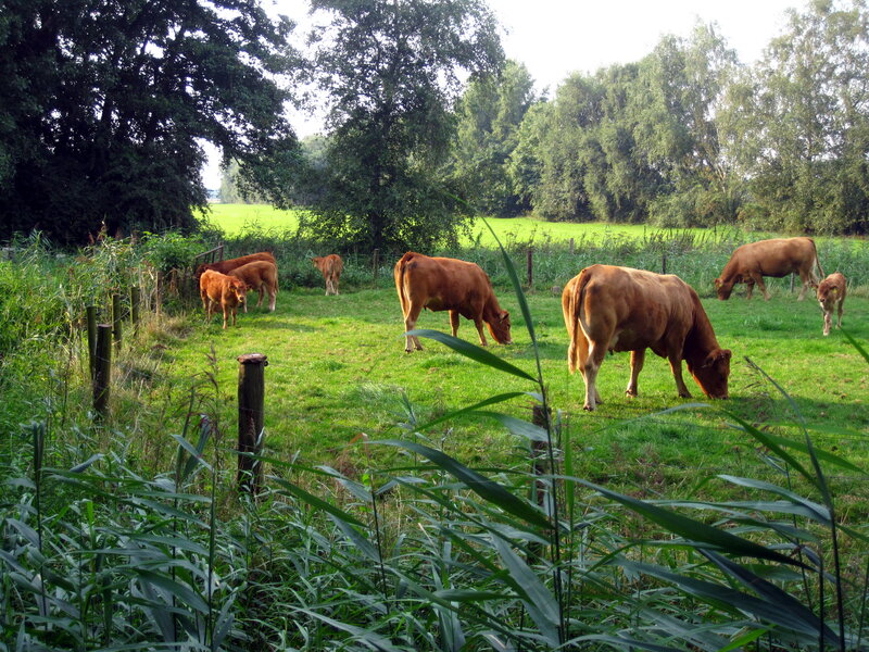 Brown Cows Grazing — Green
