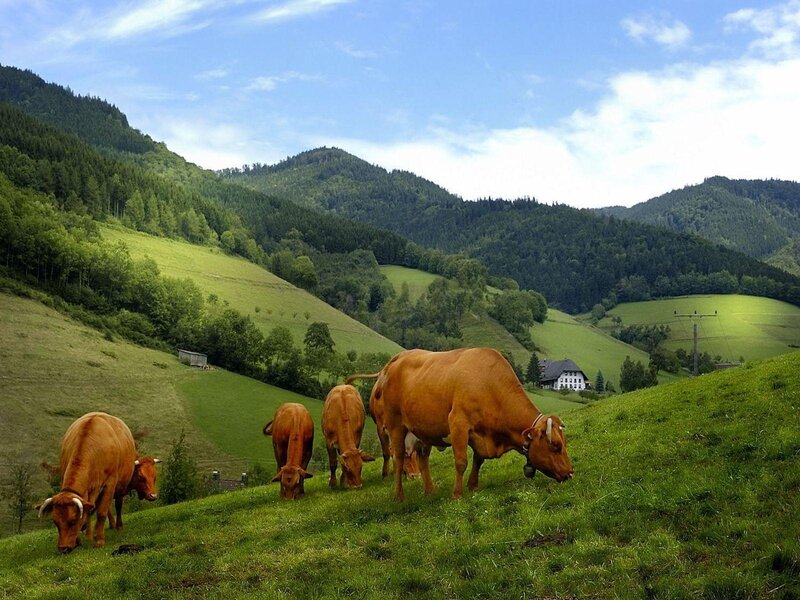 Brown Cows Grazing