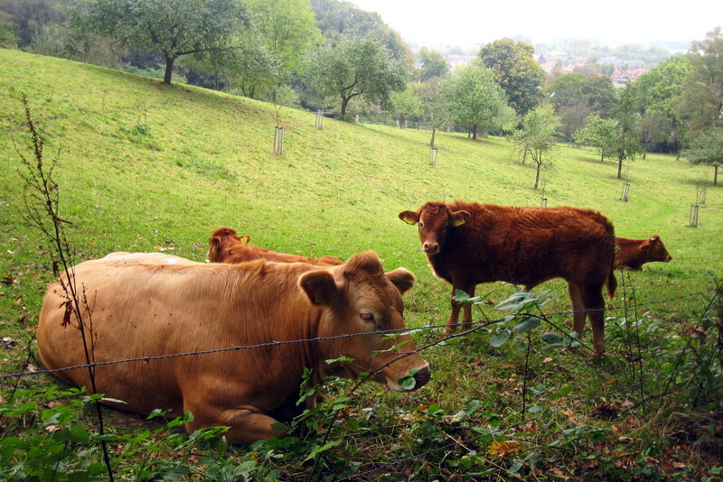 Brown Cows in Field — Green, Calm