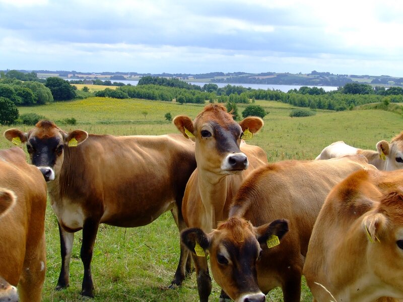 Brown Cows in Field — Green