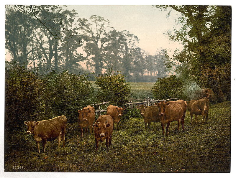 Brown Cows in Field