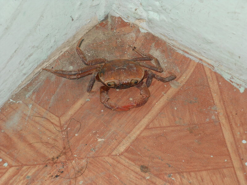 Brown Crab on Floor